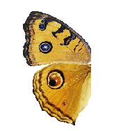 Junonia almana